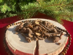 OSHA, medvědí kořen, ligusticum porteri