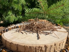 Chilcuague root, Aztécký zlatý kořen